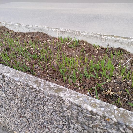 Landschaft: Stadt und Garten im Habitat Hecke/Blumenbeet in der NatureSpots App