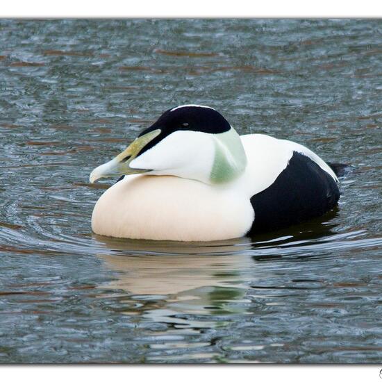 Common Eider: Animal in habitat Agricultural habitat in the NatureSpots App