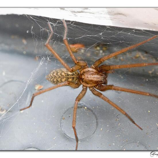 Große Winkelspinne: Tier im Habitat Innenraum in der NatureSpots App