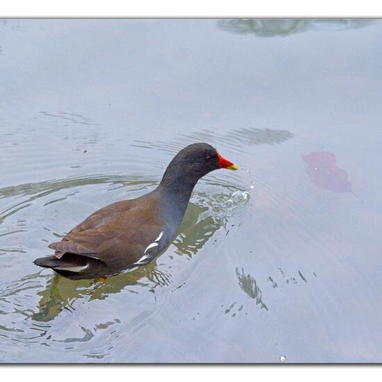 Common Moorhen: Animal in habitat Park in the NatureSpots App