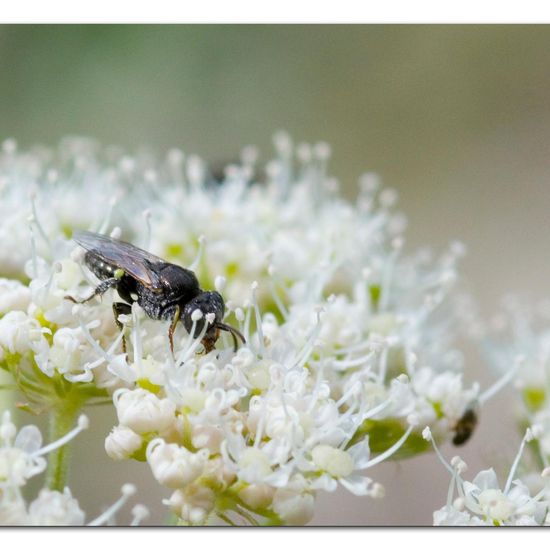 Oxybelus bipunctatus: Tier in der Natur in der NatureSpots App