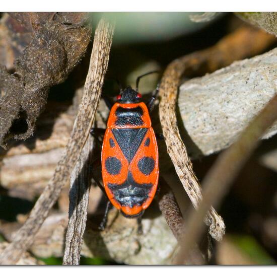 Firebug: Animal in habitat Garden in the NatureSpots App