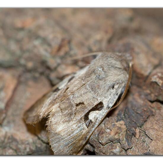 Gothica-Kätzcheneule: Tier im Habitat Garten in der NatureSpots App