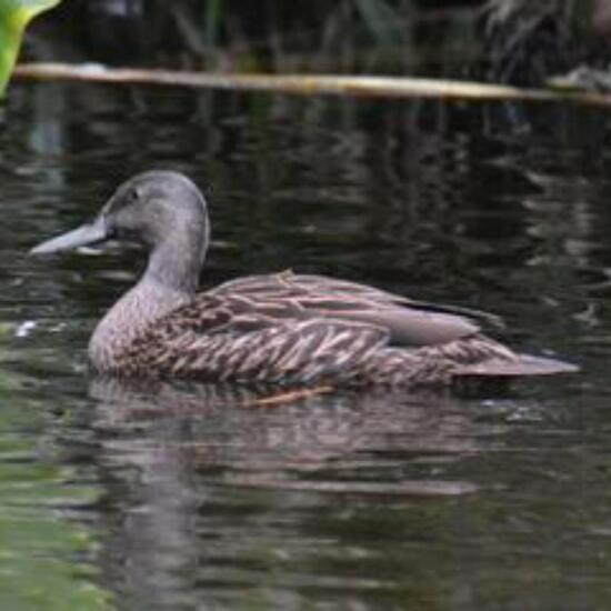 Meller's Duck: Animal in habitat Park in the NatureSpots App