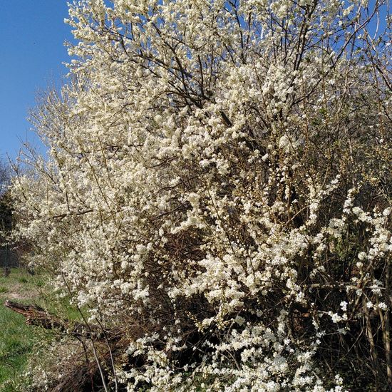 Kriechen-Pflaume: Pflanze im Habitat Naturnahe Wiese in der NatureSpots App