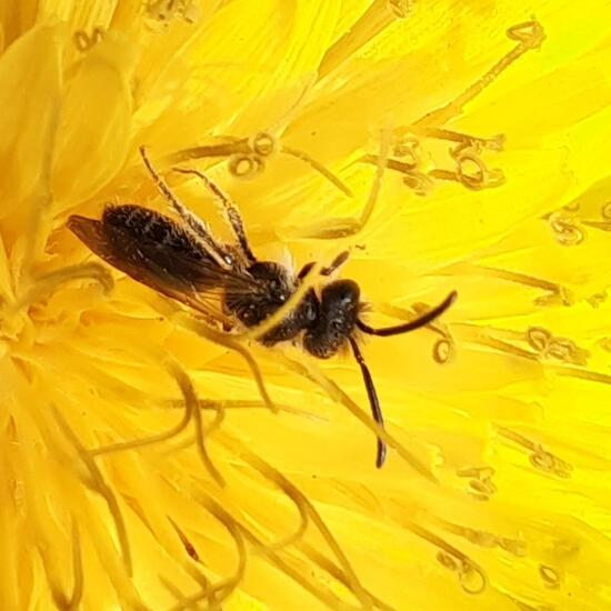 Andrena speciosa: Tier im Habitat Strasse/Verkehr in der NatureSpots App