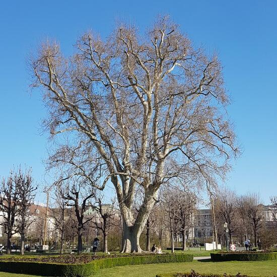 Platanus: Plant in habitat Park in the NatureSpots App