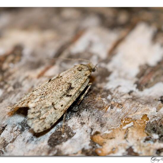 Buchenmotte: Tier im Habitat Garten in der NatureSpots App