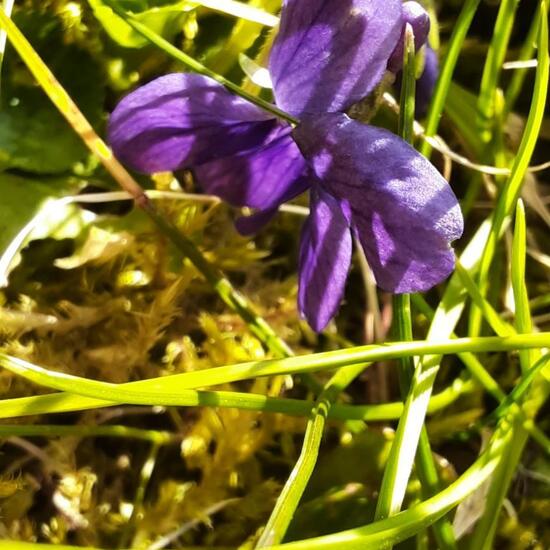 Viola reichenbachiana: Plant in nature in the NatureSpots App