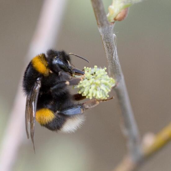 Dunkle Erdhummel: Tier in der Natur in der NatureSpots App