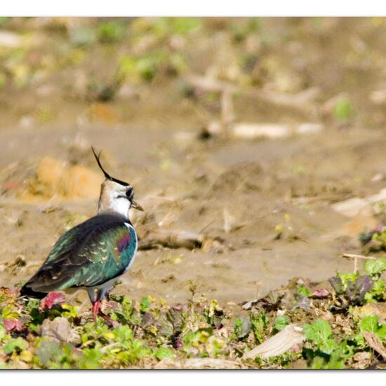 Northern Lapwing: Animal in habitat Crop cultivation in the NatureSpots App