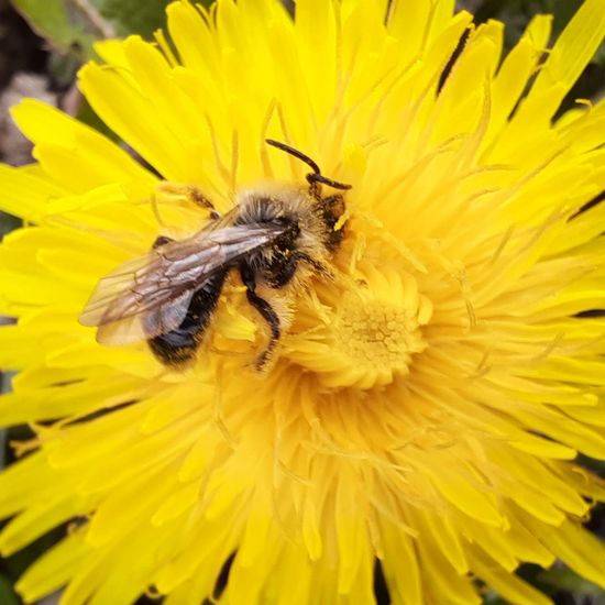 Weiden-Sandbiene: Tier im Habitat Landwirtschaftliche Wiese in der NatureSpots App