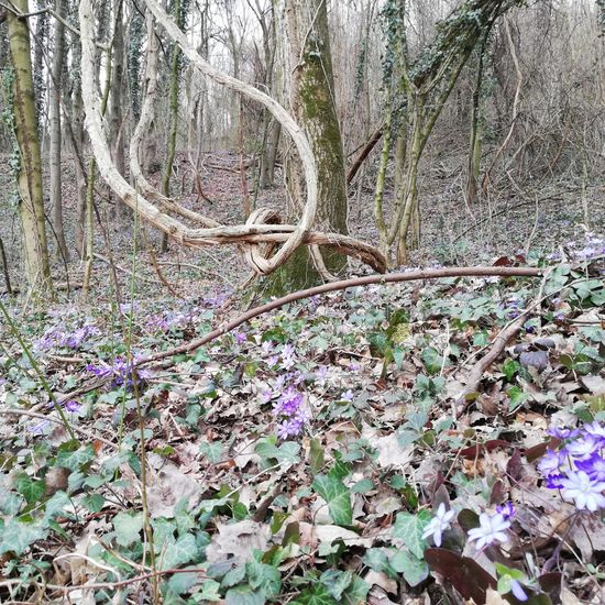 Leberblümchen: Pflanze im Habitat Wald der gemäßigten Breiten in der NatureSpots App