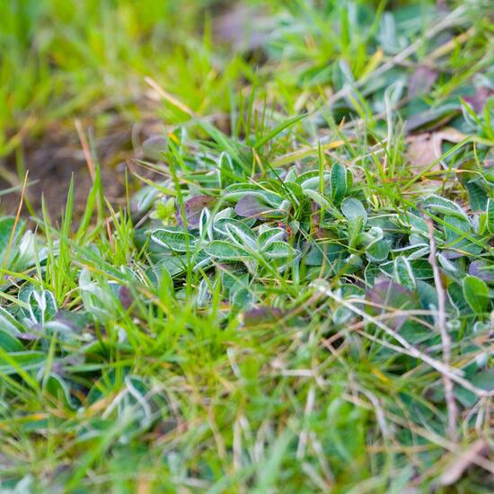 Pilosella officinarum: Pflanze im Habitat Strasse/Verkehr in der NatureSpots App