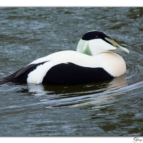 Common Eider: Animal in nature in the NatureSpots App