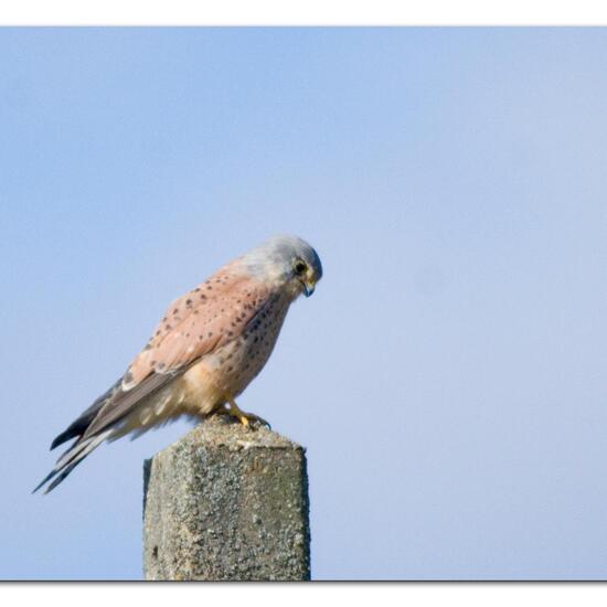 Common Kestrel: Animal in habitat Agriculture in the NatureSpots App