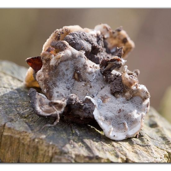 Bjerkandera adusta: Mushroom in habitat Grassland in the NatureSpots App