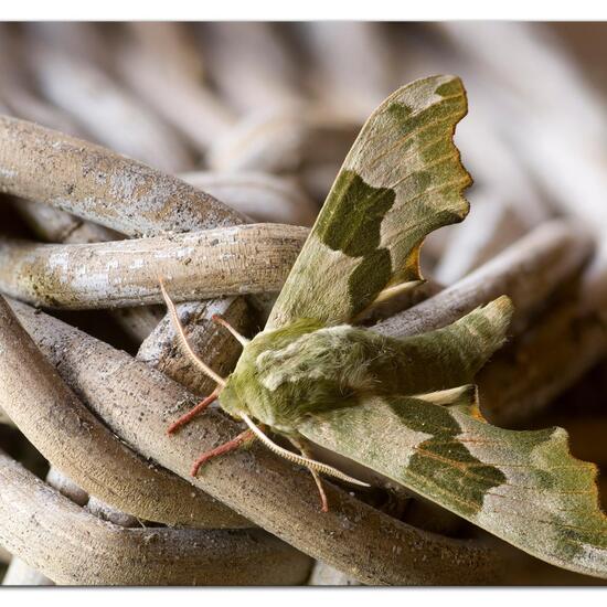 Lindenschwärmer: Tier im Habitat Garten in der NatureSpots App