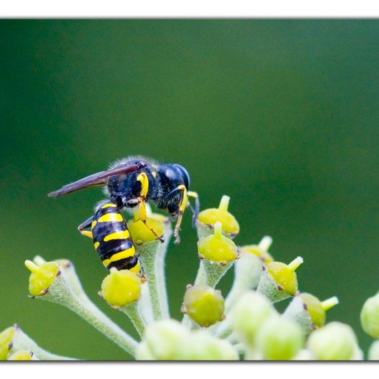 Ectemnius dives: Tier im Habitat Grasland und Büsche in der NatureSpots App