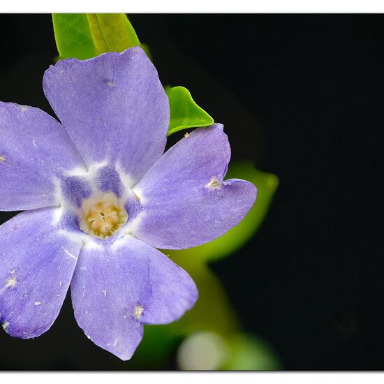 Lesser Periwinkle: Plant in habitat Backyard in the NatureSpots App