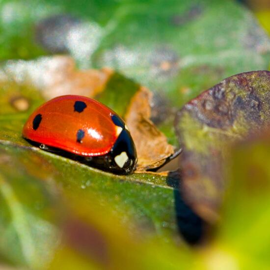 Siebenpunkt-Marienkäfer: Tier im Habitat Garten in der NatureSpots App