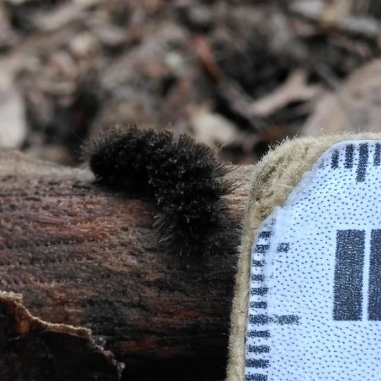 Eine unbekannte Art: Tier im Habitat Wald der gemäßigten Breiten in der NatureSpots App