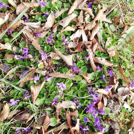 Viola reichenbachiana: Plant in habitat Road or Transportation in the NatureSpots App