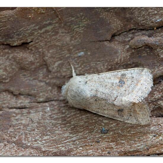 Orthosia cruda: Animal in nature in the NatureSpots App