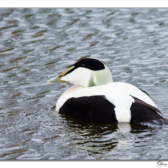 Common Eider: Animal in nature in the NatureSpots App