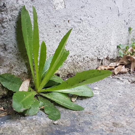 Eine unbekannte Art: Pflanze im Habitat Strasse/Verkehr in der NatureSpots App