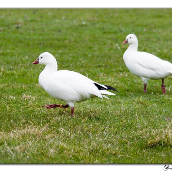 Zwergschneegans: Tier im Habitat Hinterhof in der NatureSpots App