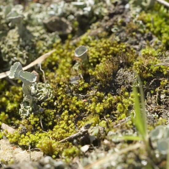 Cladonia humilis: Mushroom in habitat Road or Transportation in the NatureSpots App