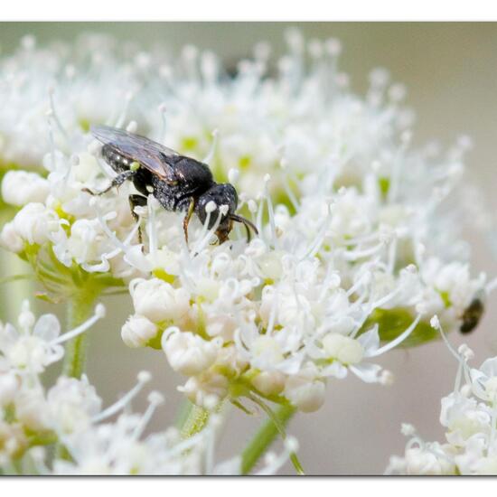 Oxybelus bipunctatus: Animal in habitat Grassland in the NatureSpots App