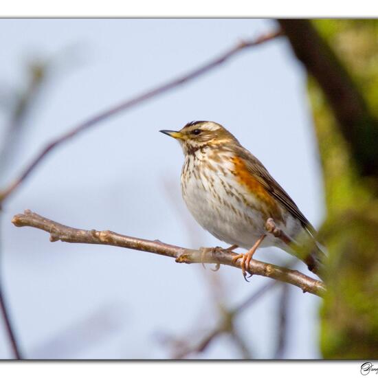 Redwing: Animal in habitat Garden in the NatureSpots App