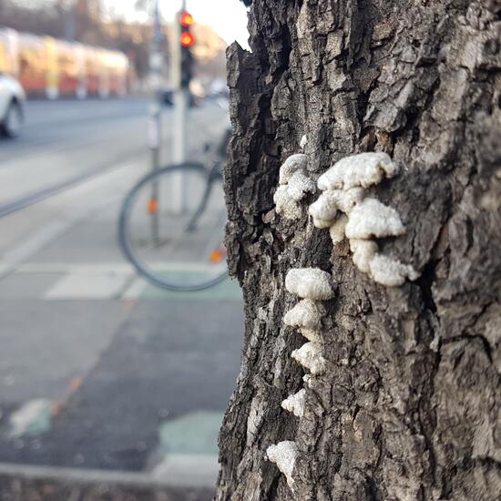 Schizophyllum commune: Mushroom in habitat Road or Transportation in the NatureSpots App