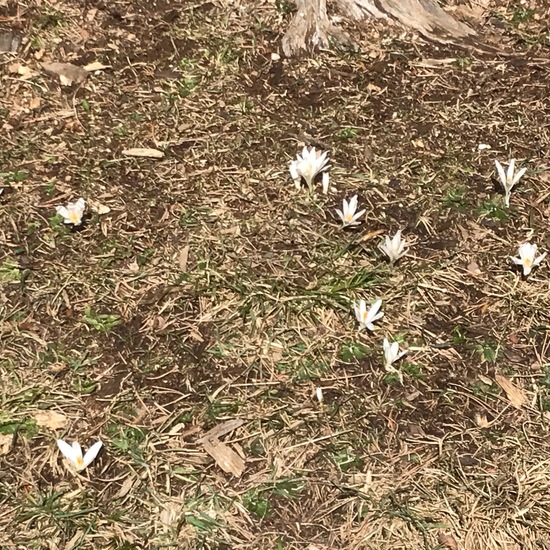 Frühlings-Krokus: Pflanze im Habitat Grasland und Büsche in der NatureSpots App