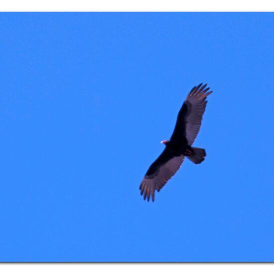 Turkey vulture: Animal in habitat Rock areas in the NatureSpots App