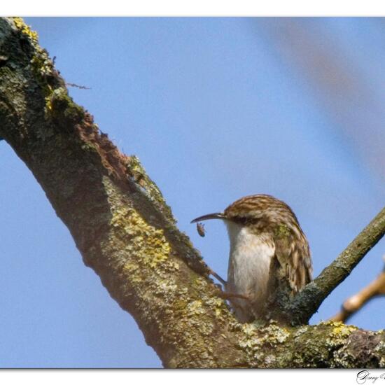 Short-toed Treecreeper: Animal in habitat Boreal forest in the NatureSpots App