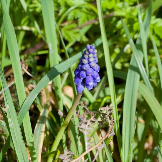 Muscari pulchellum subsp. pulchellum: Plant in habitat Forest in the NatureSpots App