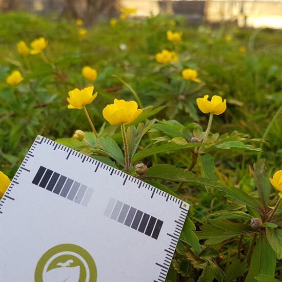 Buschwindröschen: Pflanze im Habitat Park in der NatureSpots App