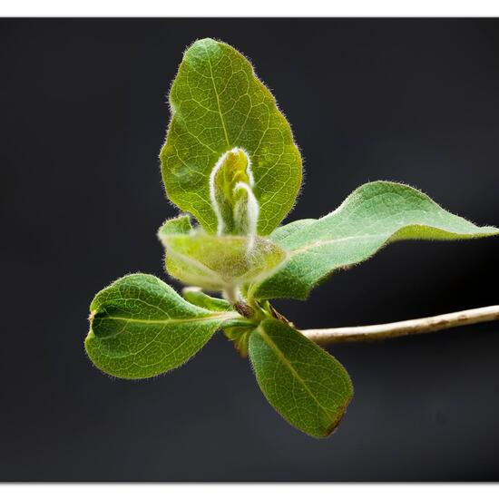 Lonicera periclymenum: Plant in habitat Forest in the NatureSpots App