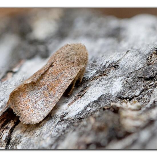 Orthosia cruda: Animal in nature in the NatureSpots App