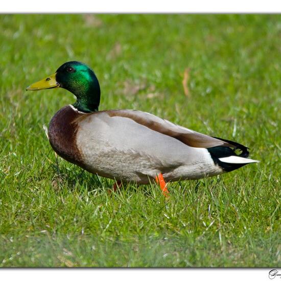 Mallard: Animal in habitat Agricultural meadow in the NatureSpots App