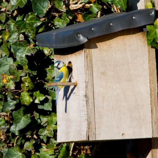 Blaumeise: Tier im Habitat Garten in der NatureSpots App