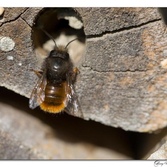 Osmia cornuta: Animal in habitat Garden in the NatureSpots App