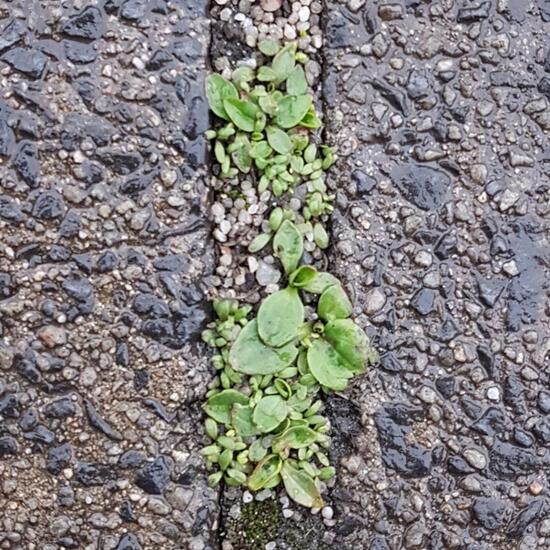 Unknown species: Plant in habitat Road or Transportation in the NatureSpots App