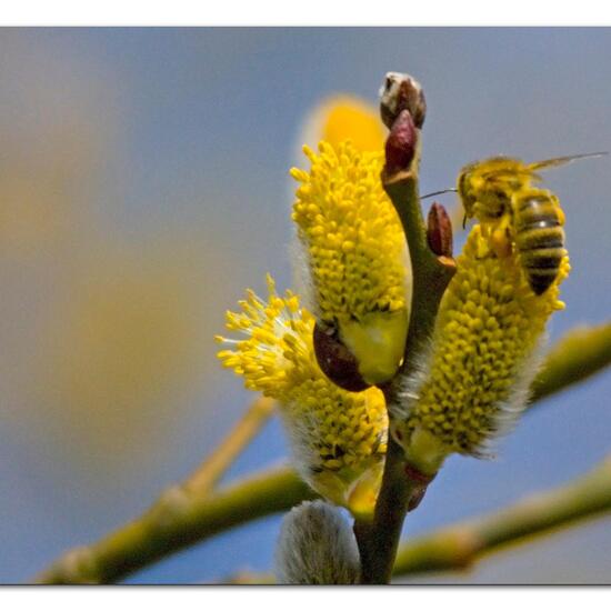 Westliche Honigbiene: Tier in der Natur in der NatureSpots App