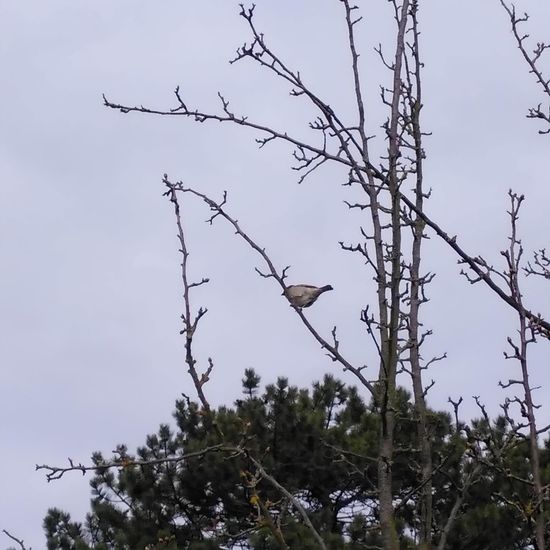 Haussperling: Tier im Habitat Garten in der NatureSpots App