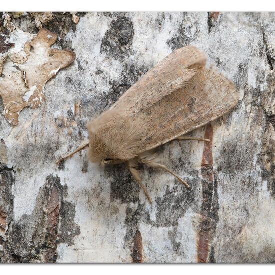 Orthosia cruda: Animal in nature in the NatureSpots App