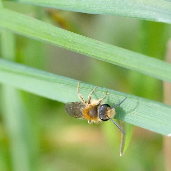 Rotschopfige Sandbiene: Tier im Habitat Strasse/Verkehr in der NatureSpots App